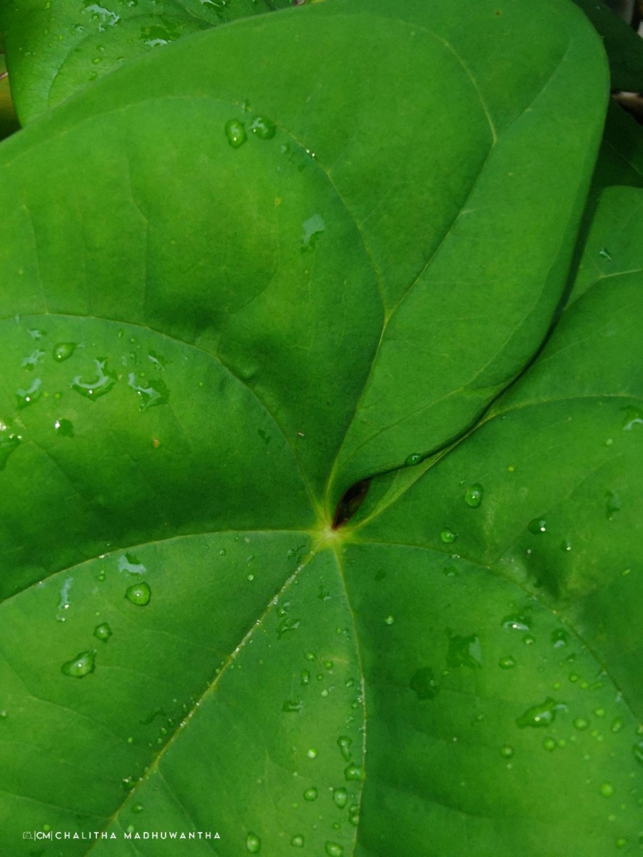 Dioscorea alata L.